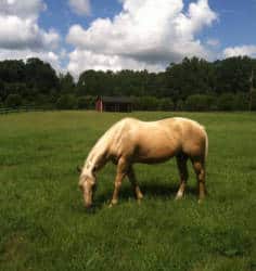 Horse Summer Safety Tips Oak Haven Acres Horse Retirement Boarding Facility