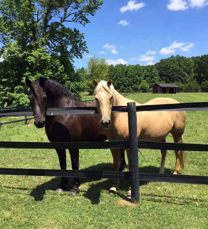 Horse Summer Safety Tips Oak Haven Acres Horse Retirement Boarding Facility Horse Summer Safety Tips Oak Haven Acres Horse Retirement Boarding Facility