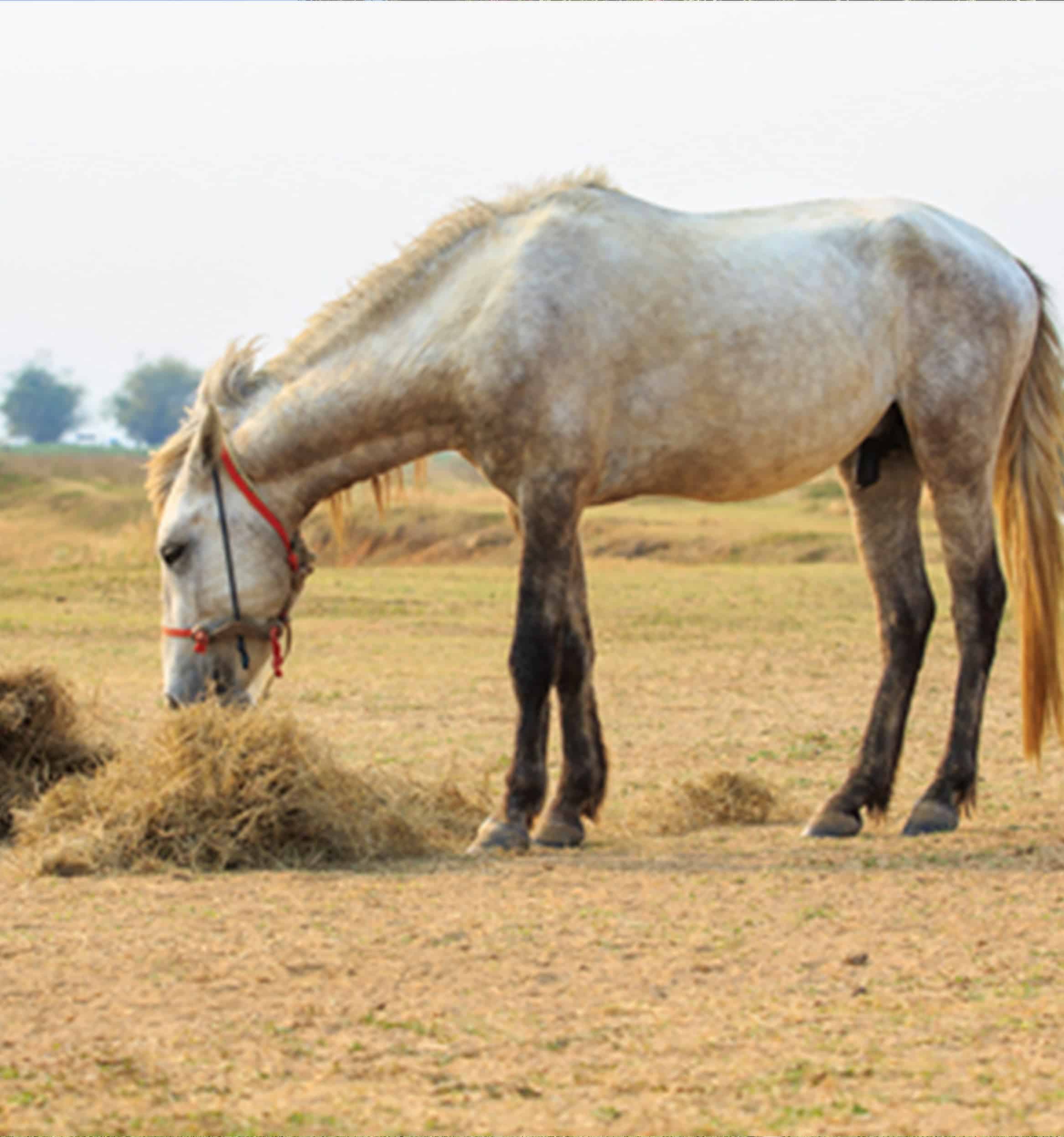 Male Horses Mating - xvsg9az