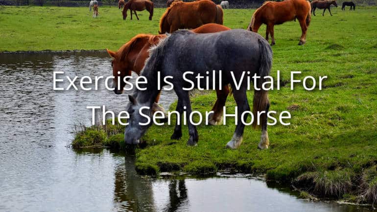 Exercise Is Vital For Senior Horses