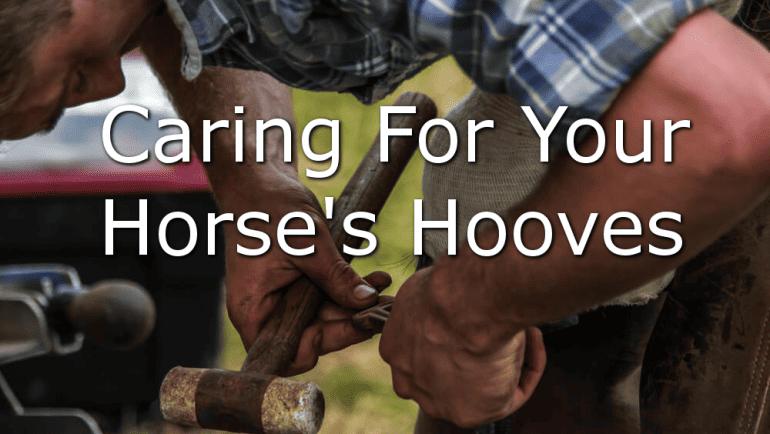 Horse Hoof Care