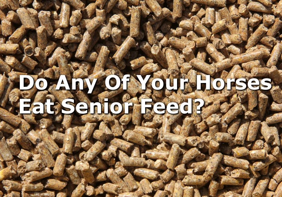 Do Any Of Your Adult Or Young Horses Eat Senior Feed?