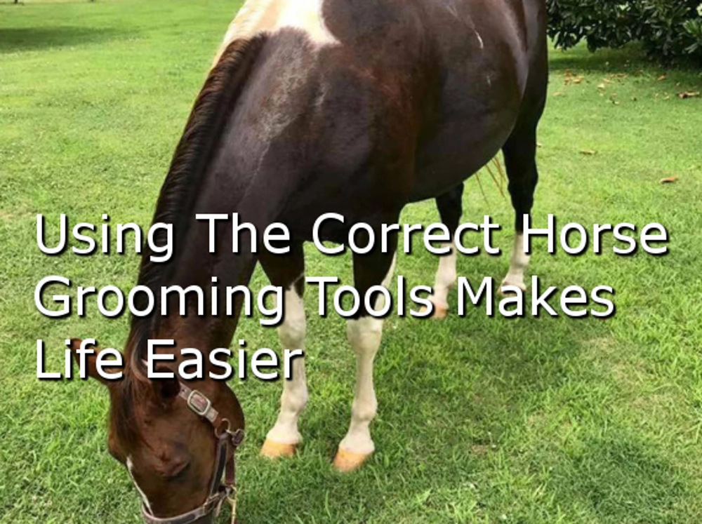 Proper Horse Grooming Tools Makes Life Easier