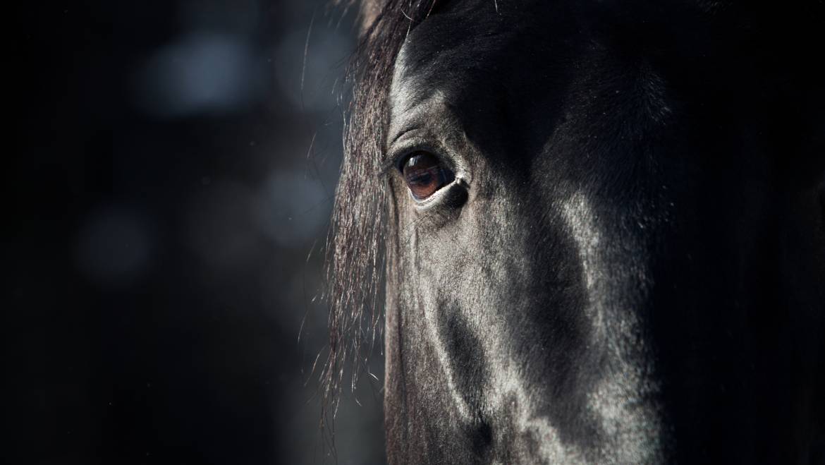 How A Horse’s Vision Differs from Ours