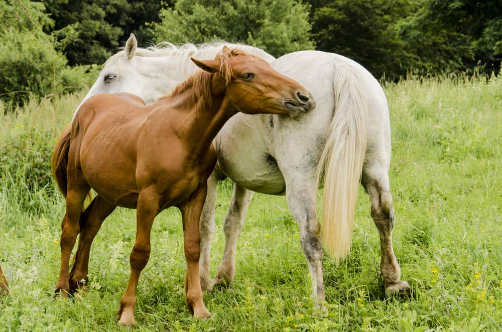 Debunking 5 Common Equine Myths