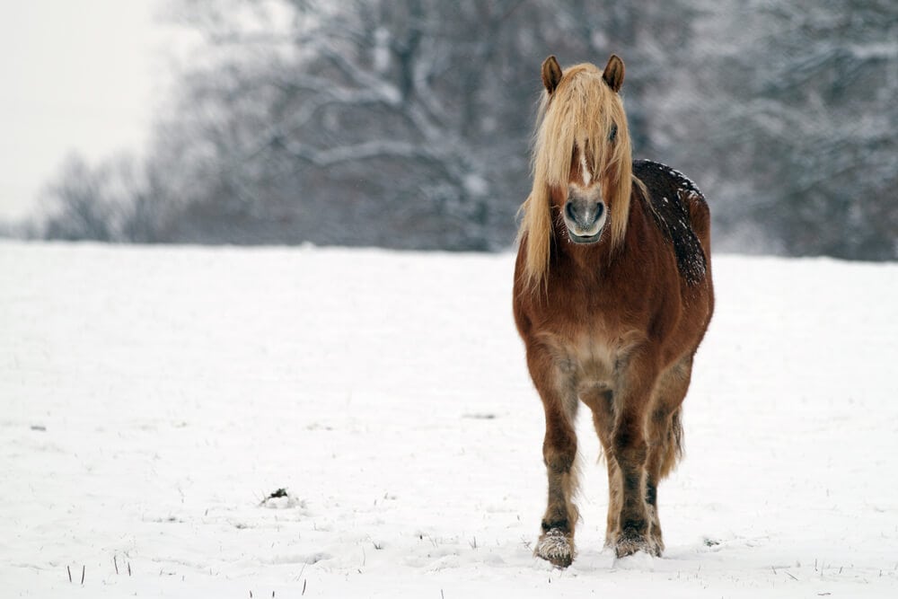 Equine Respiratory Issues Are Common With Changing Seasons