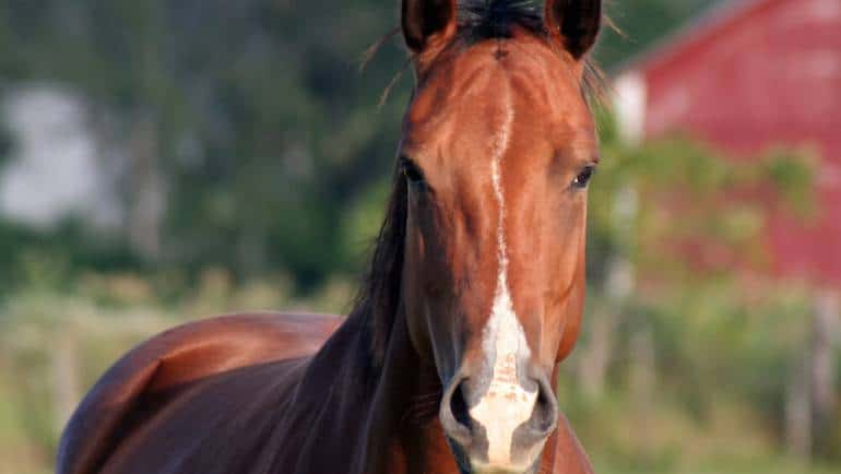 Dealing With Osteoarthritis in Aging Equines