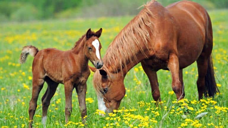 What to Expect When Your Horse is Expecting