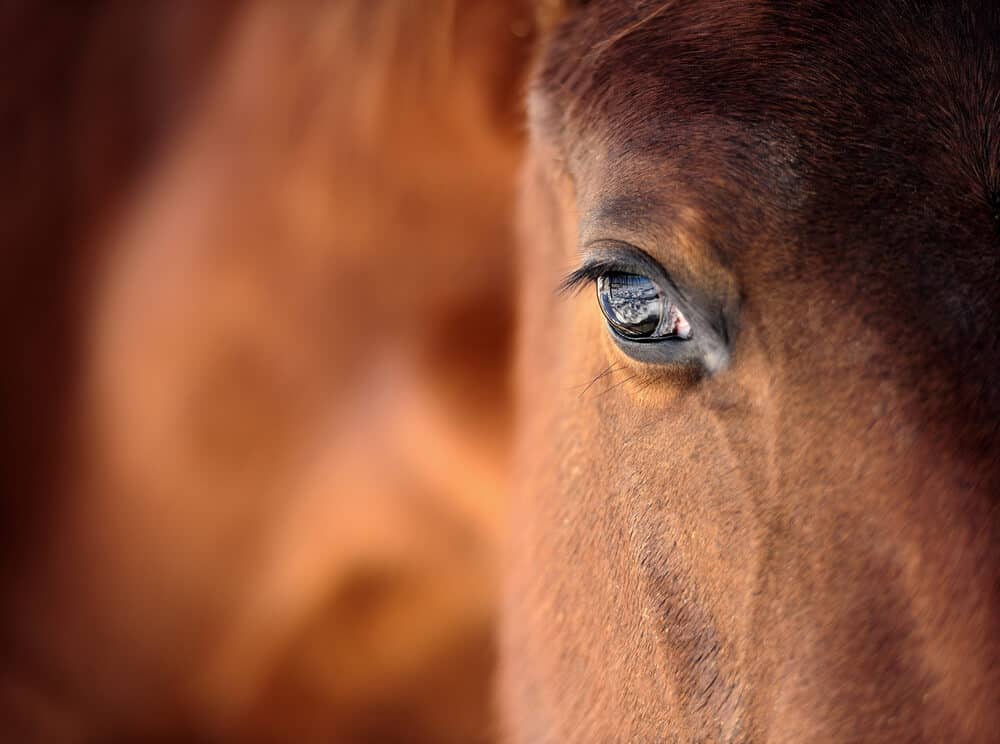 Intuitive Equine: The Mystic Nature