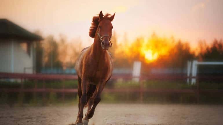 12 Fun Facts About Horses You Probably Didn’t Know