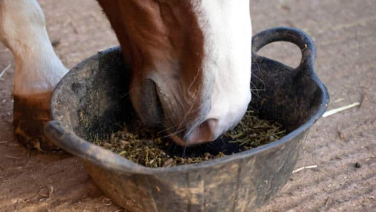 Care Strategies We Use For The Older Horses