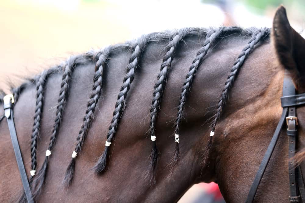 Braided Manes for Horses: Fashion or Functional?