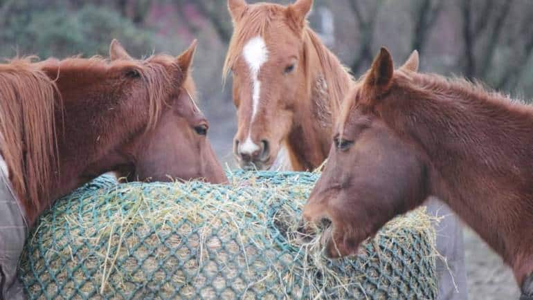 Spring Feeding Tips for Your Equines