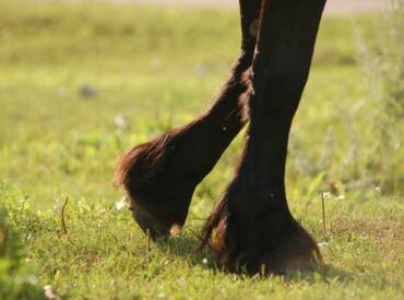Everything You Need To Know About A Hoof Abscess