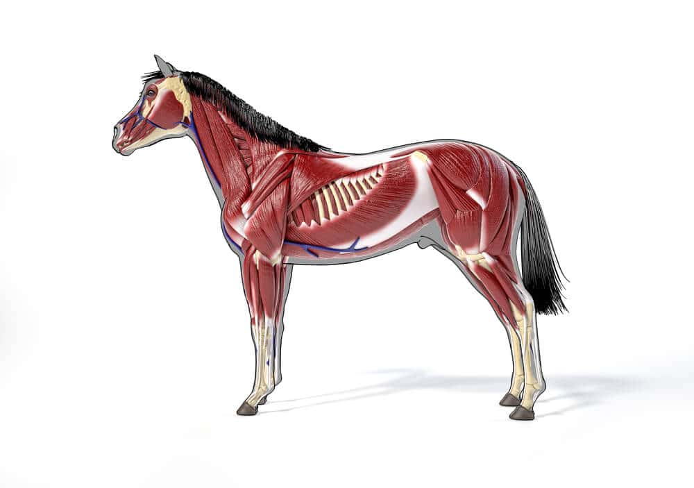 Fascinating Equine Anatomy