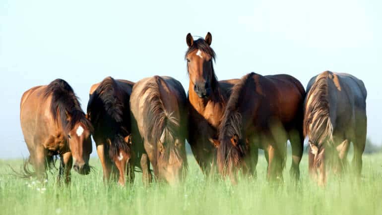 Harmony in the Herd: Understanding The Social Behavior of Horses