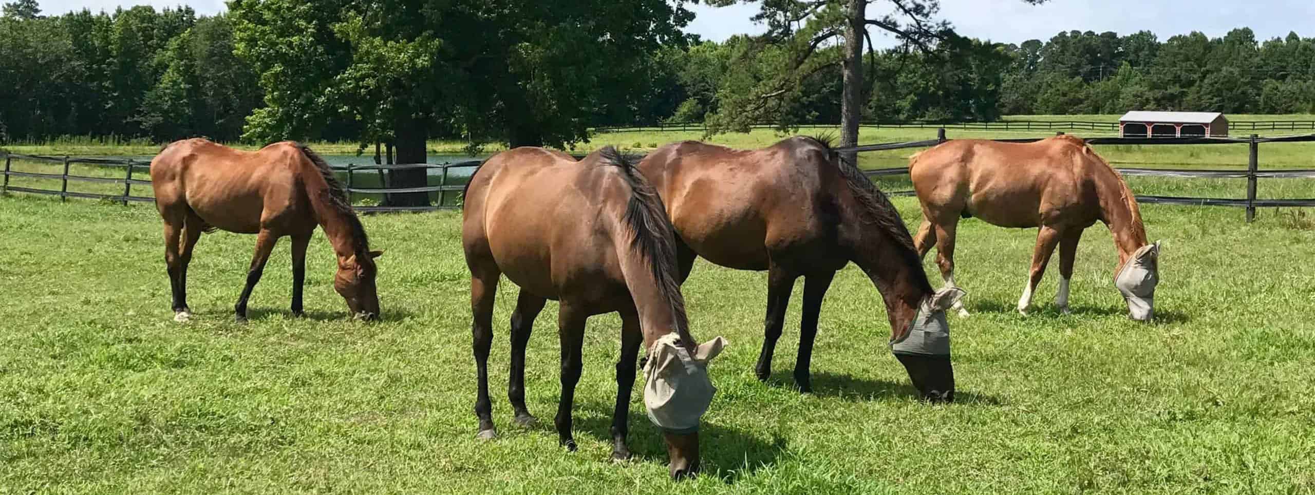 Oak Haven Acres Horse  Retirement Boarding Facility